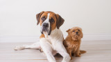 Малките и големите породи кучета и кои имат по-голяма продължителност на живота