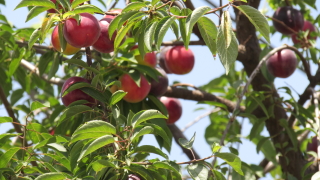 Ниски добиви и лошо качество на плодовете и зеленчуците Според