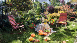 Какво да садим в градината през октомври