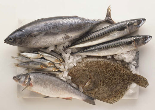 Забраната за улов на калкан се удължава до 30 юни
