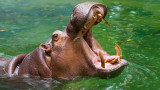  Хипопотамите, характерните им звуци, по какъв начин поддържат връзка между тях и откритието, че всеки има собствен глас 