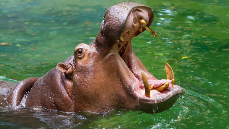 Чудният език на хипопотамите