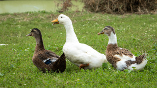 Българската агенция по безопасност на храните БАБХ обяви огнище на