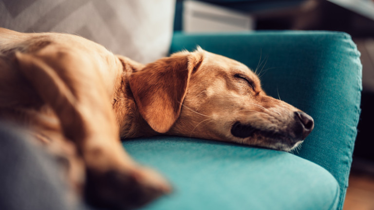 От колко сън се нуждаят кучетата