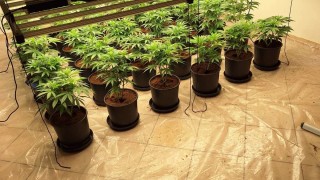 Разкриха две наркооранжерии в Бургаско Двама души са задържани за 72