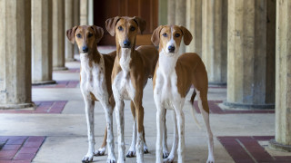 5 от най-скъпите породи кучета