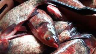 Иззеха над 500 кг риба след повече от 440 проверки за седмица