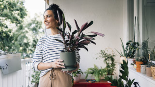 Кога и как да приберем цветята от терасата, за да не им навредим