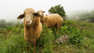 Обяснение в любов с овце