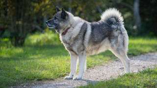 В свят в който новите породи кучета постоянно печелят внимание