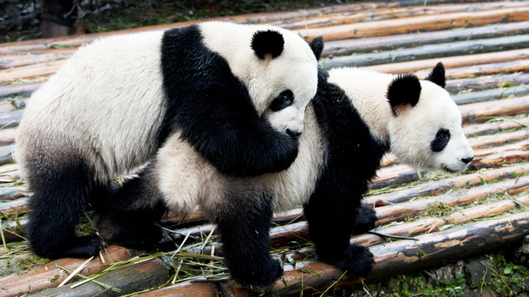 Защо тези панди решиха да се чифтосват точно сега