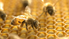 Австралия поставя медоносните пчели в локдаун