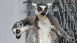 По случай 66 ия си рожден ден Зоопарка в Стара Загора