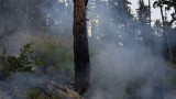 Потушиха пожар в планината Пъстрина край Монтана