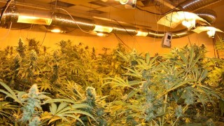 Разкриха лаборатория за канабис в Сливен при спецакция на 12