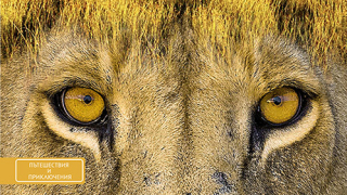 "Лъвицата Елза" - класика за приятелството между човек и диво животно