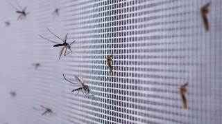 Нашествие от мушици в Разград Заради напастта хората се оплакват