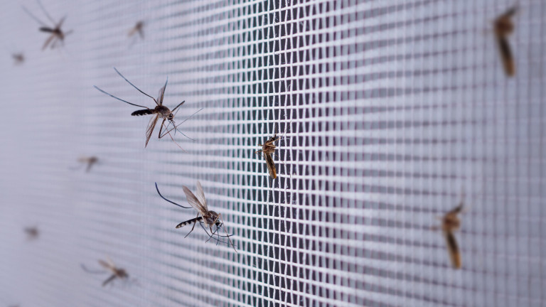 Нашествие от мушици в Разград. Заради напастта хората се оплакват,
