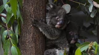 Над 60 000 коали засегнати от горските пожари в Австралия