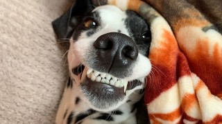 Международното фотографско събитие Pet Photo Awards се организира от основателите