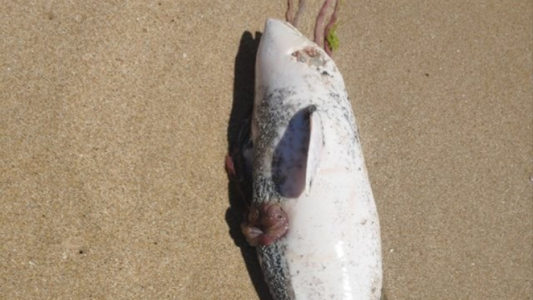 Изображение 489606