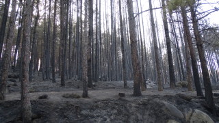 Около 120 хил. кубични метра е похабената дървесина при пожара в Пирин