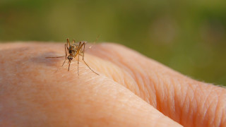 Смъртните случаи причинени от болестта денга пренасяна от комари са