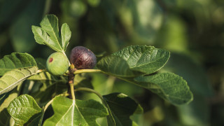 В сезона на смокините сме и отвсякъде ни изкушават малките плодчета