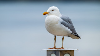 Арестуваха мъж застрелял гларус с пистолет в Бургас Това съобщиха