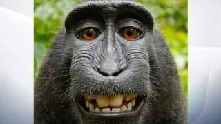 Маймуните не могат да съдят за нарушаване на авторски права