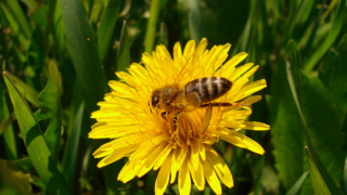 Мобилните телефони изтребват фатално пчелите 