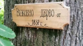 Обявиха пет вековни дървета за защитени