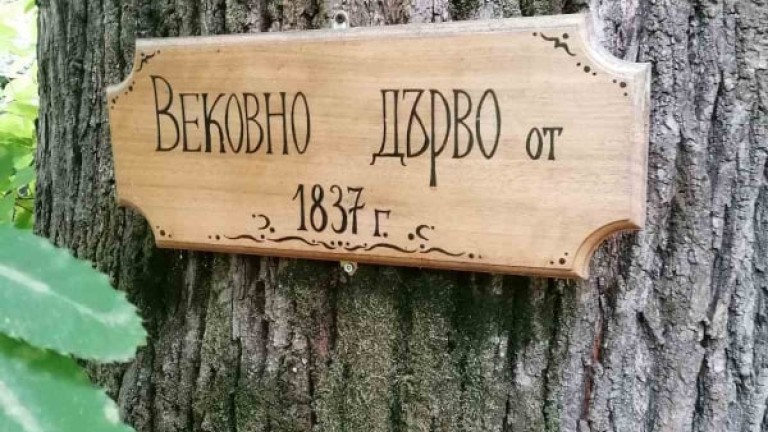 Обявиха пет вековни дървета за защитени