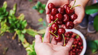 Цените на българските череши остават необичайно високи тази пролет като