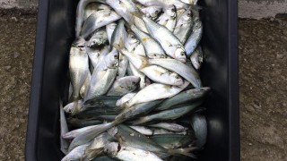 Обезпокоителен сигнал за изплували мъртви шарани във водите на езерото