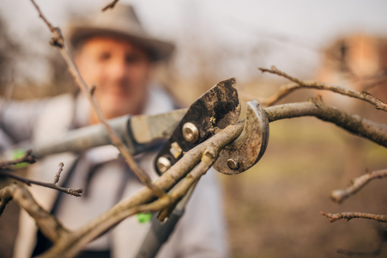 Декември е идеален за подрязване на ябълката