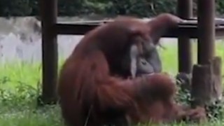 Видео показващо орангутан да пуши цигара в зоопарк в Индонезия