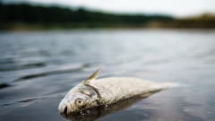 Своге изнася 20 тона мъртва риба от рибарниците след водната криза
