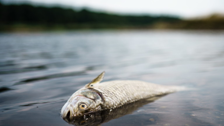 Стотици килограми мъртва риба изплуваха от водите на река Ботуня,