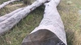  ДАЗД се задейства, откакто отрязано дърво умъртви дете в монтанско село 