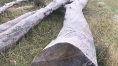 ДАЗД се задейства, след като отрязано дърво уби дете в монтанско село