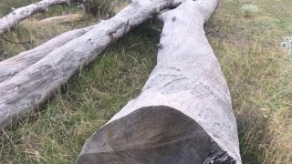 Глобяват бизнесмен в Пловдив за отрязано дърво пред търговски обект