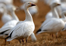 Потвърдиха птичи грип в Унгария