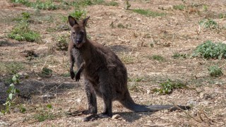Зоопаркът в Стара Загора вече е дом на двойка кенгуру съобщи