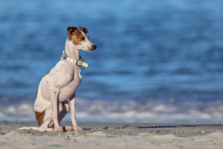 Малка италианска хрътка