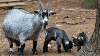 Директорът на зоологическа градина в град Гереро Южно Мексико уби