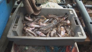 От 02 до 06 декември от Българска агенция по безопасност