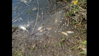 Изпълнителна агенция по рибарство и аквакултури ИАРА стартира масирани проверки