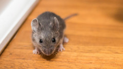 Китайски учени: Омикрон вероятно произхожда от мишка