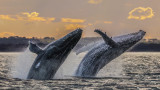 Гърбати китове и първият документиран случай на секс при вида